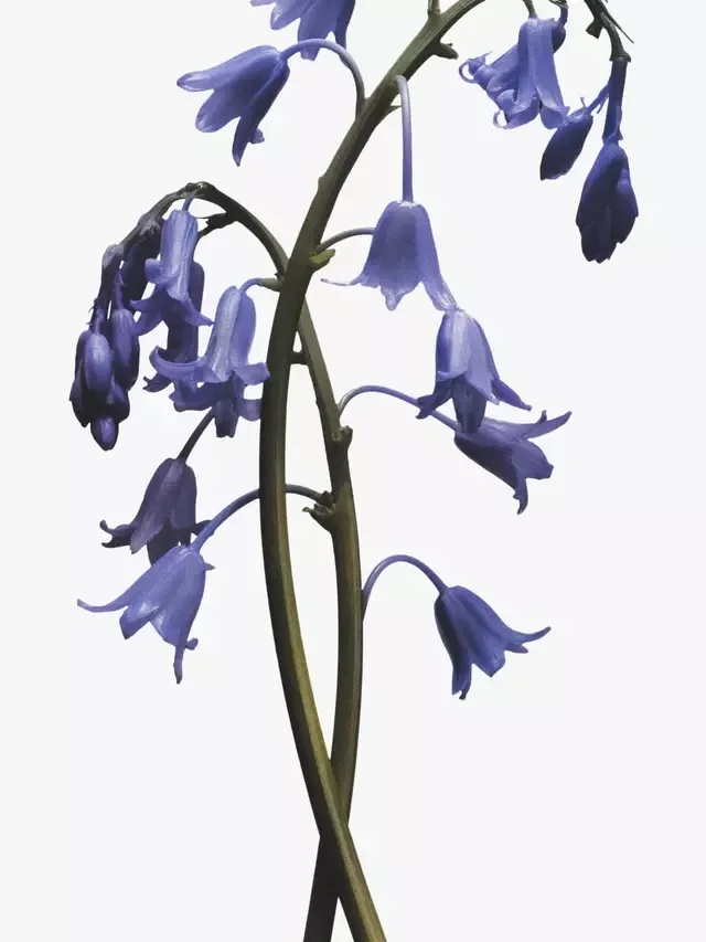 Гель для душа и рук Wild Bluebell, 250 мл Jo Malone London — фото 3