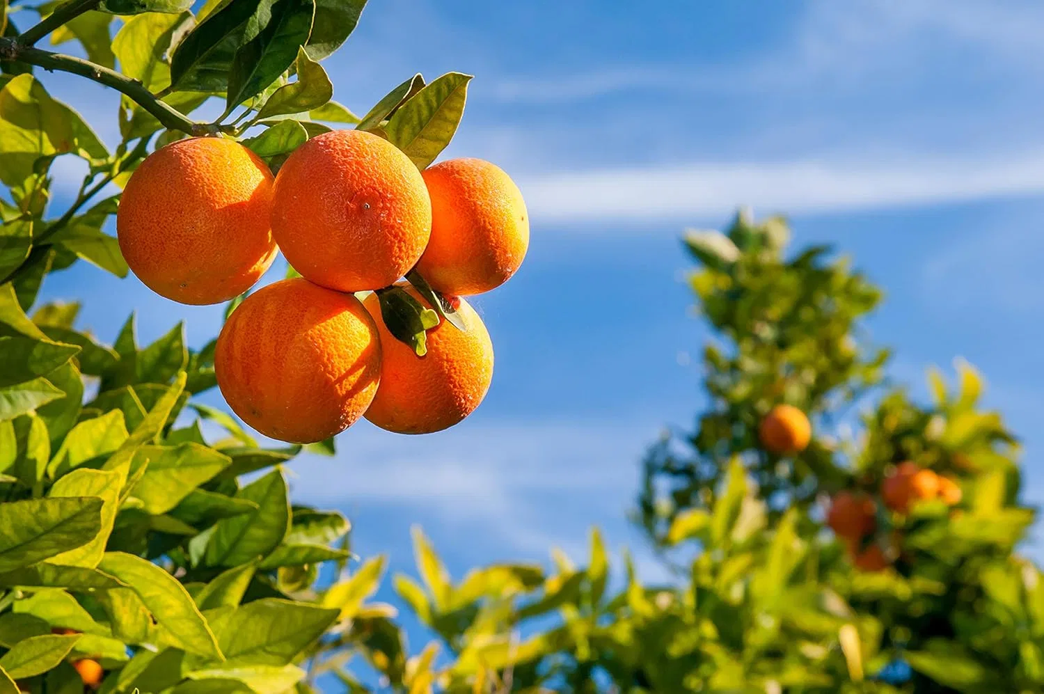 Лосьон для тела увлажняющий Baronessa Cali, 475 мл, Orange — фото 4
