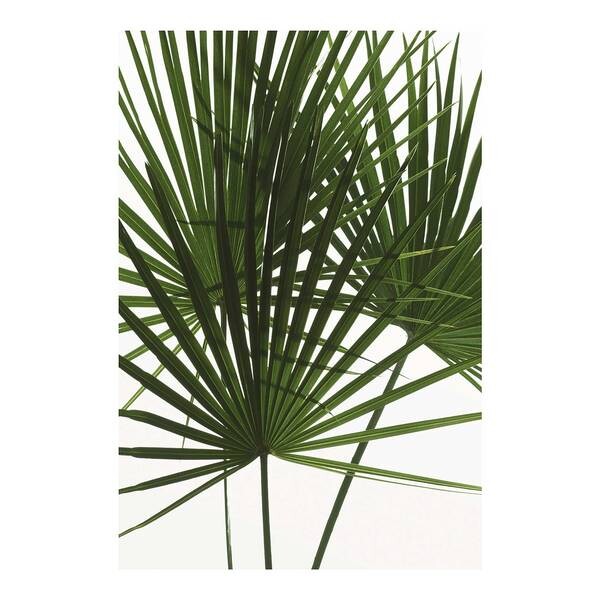 

Фреска Komar Palmtree Leaves, зеленый/белый