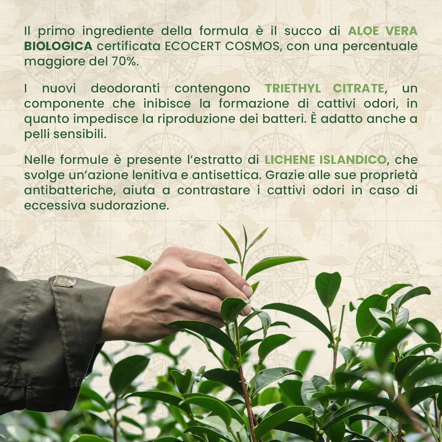 Роликовый дезодорант Tea Tree, 50 мл Australian Company Tea Tree — фото 3