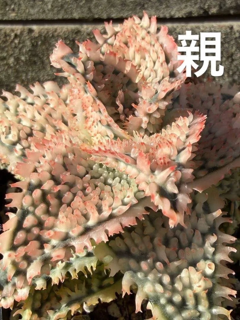 Сыворотка — Для лица Aloe Hybrid, 4 Decx