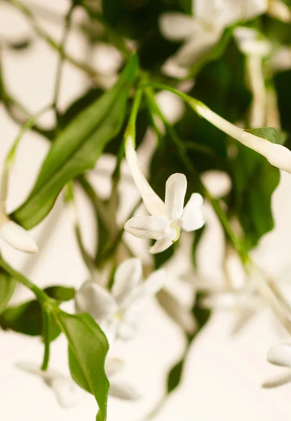 Мыло для рук жидкое 600 мл Sweet Jasmine Private Collection Rituals — фото 3