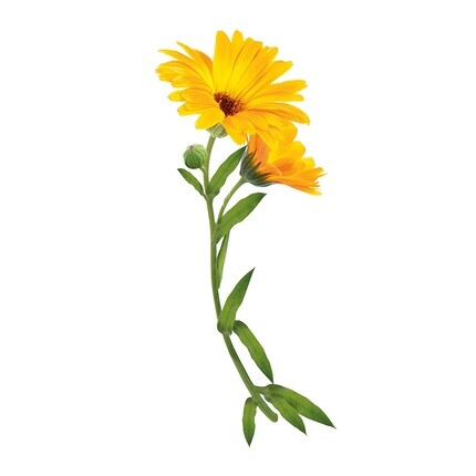 Naturanove Bio Calendula Нежный кондиционер для всех типов волос 200 мл, KeRanove — фото 3