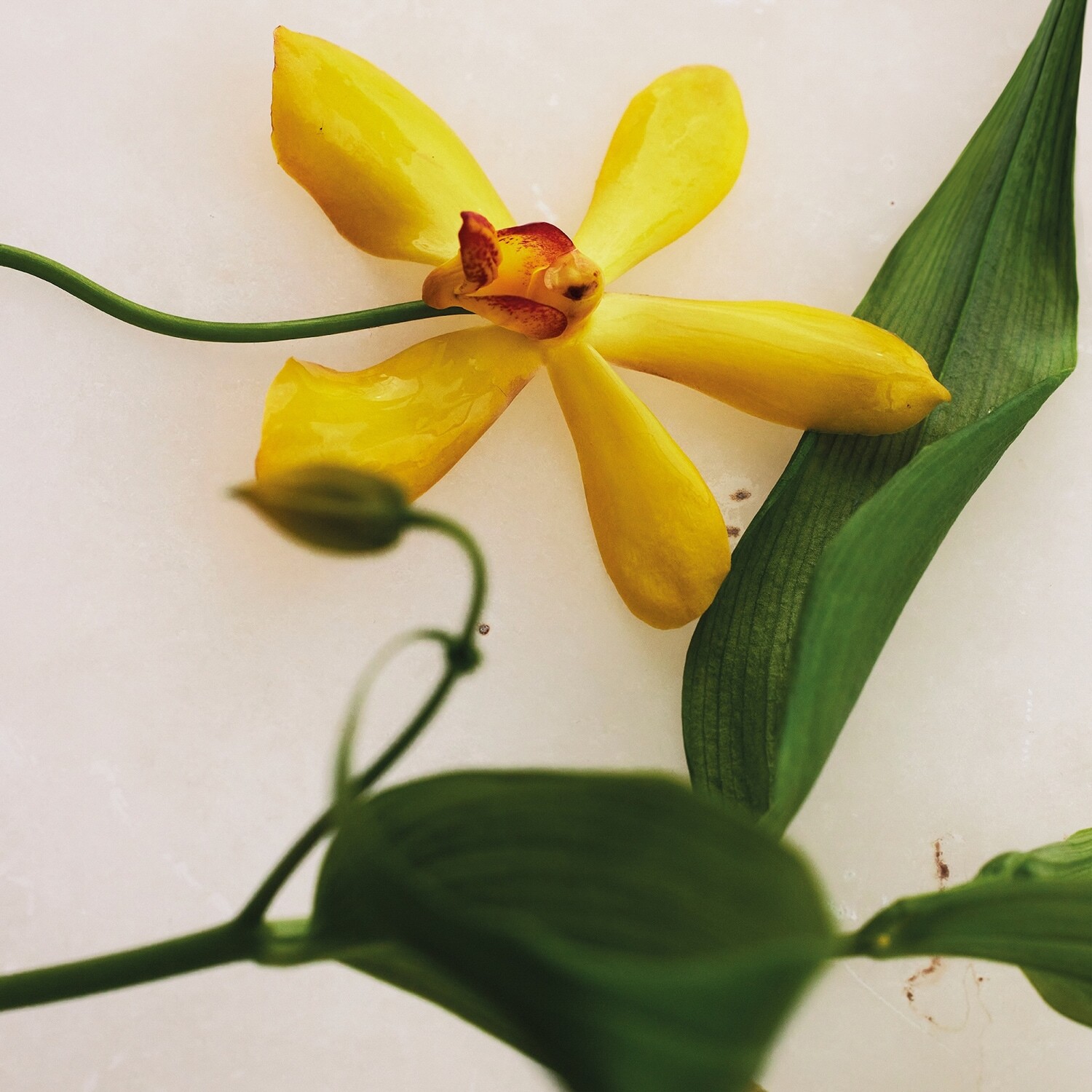 Парфюмерная вода Chloe Atelier Des Fleurs Vanilla Planifolia — фото 4