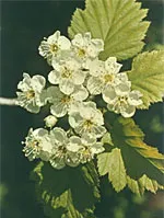 

Мса Crataegus Oxyaca 50 мл Herboplanet