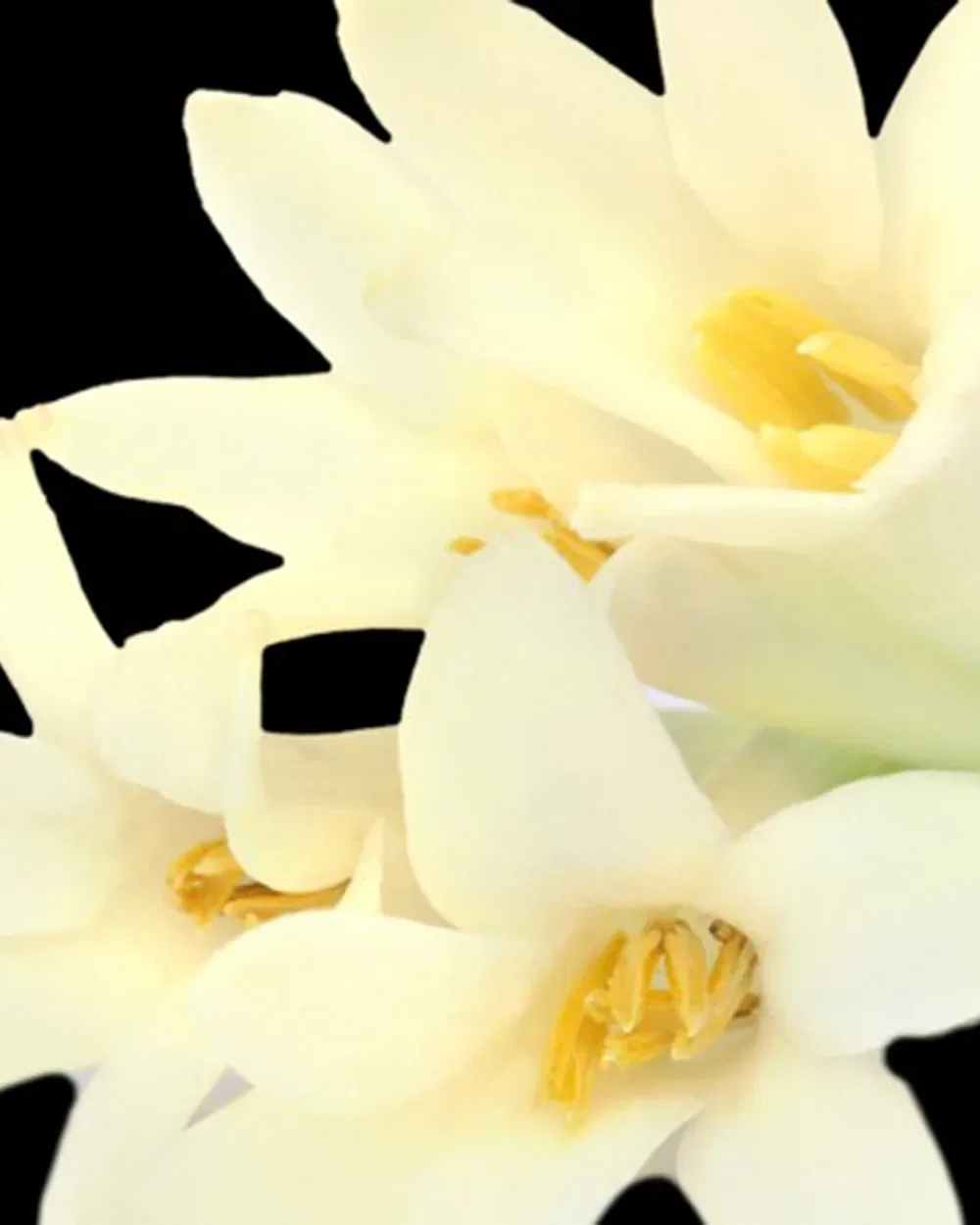 Парфюмерная вода Eau de Parfum Lis 15 мл Yodeyma — фото 4