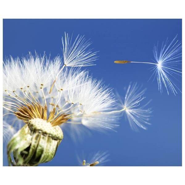 

Картина на холсте LegendArte Leichtigkeit, многоцветный