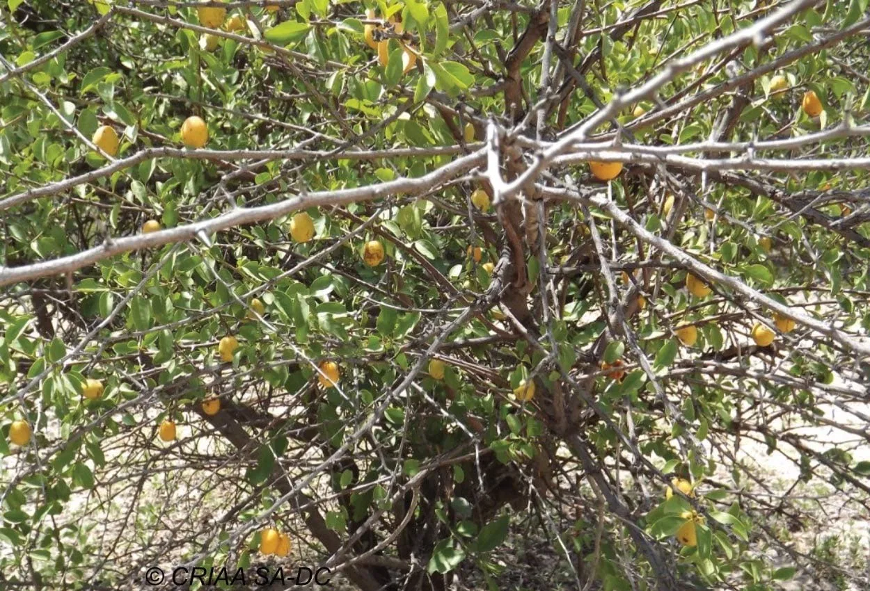 Масло ксимении 100% чистое холодного отжима для косметики Namibian Naturals — фото 3