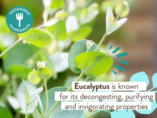 BABO Botanicals Eucalyptus Remedy 2-в-1 Пена для ванны и гель для душа - Освежающий аромат эвкалипта, розмарина и мяты перечной - Для всех возрастов - Сертифицировано EWG - Веганский продукт 28.35 г (1 шт.) — фото 4