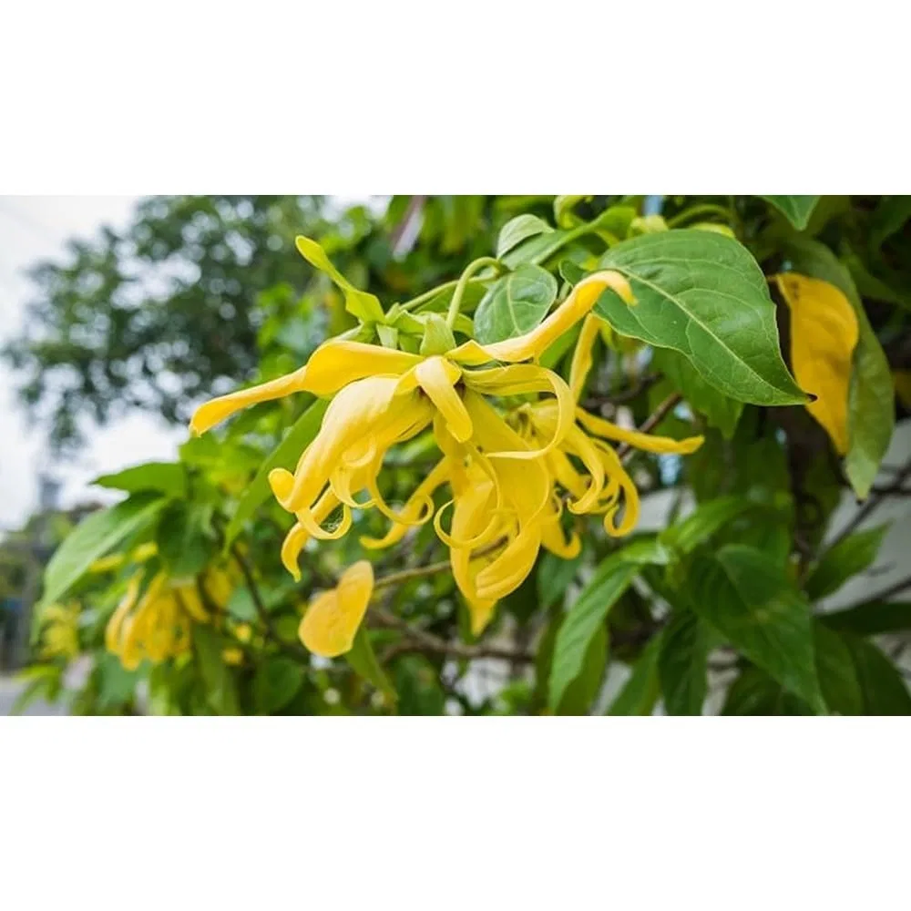 Мыло твердое Ylang Ylang, Generisch, 80 г — фото 3
