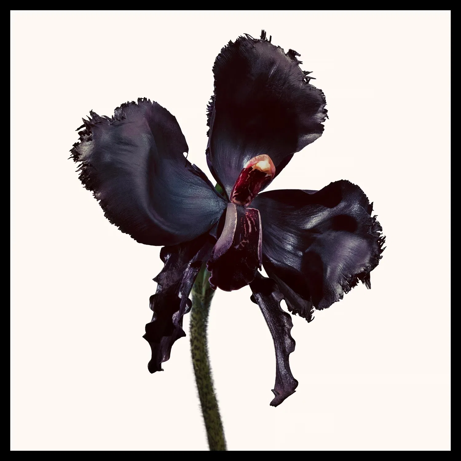 Парфюмерная вода TOM FORD Black Orchid Reserve, 50 мл, женская, Черная Орхидея — фото 3