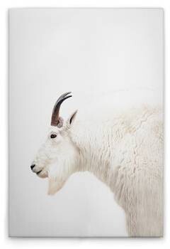 

Картина на холсте A.S. Création Mountain Goat цвет weisscremebraunschwarz