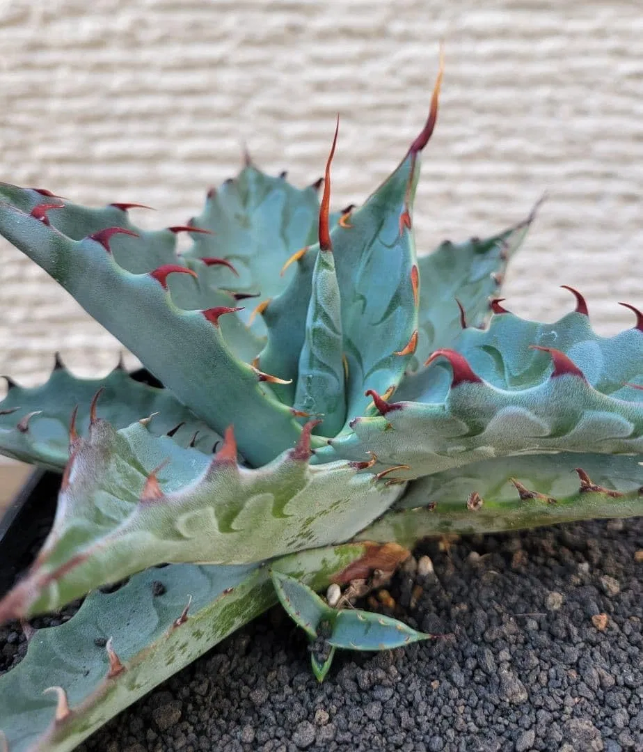 Сыворотка — Для лица Agave Zebra отбеливающая No