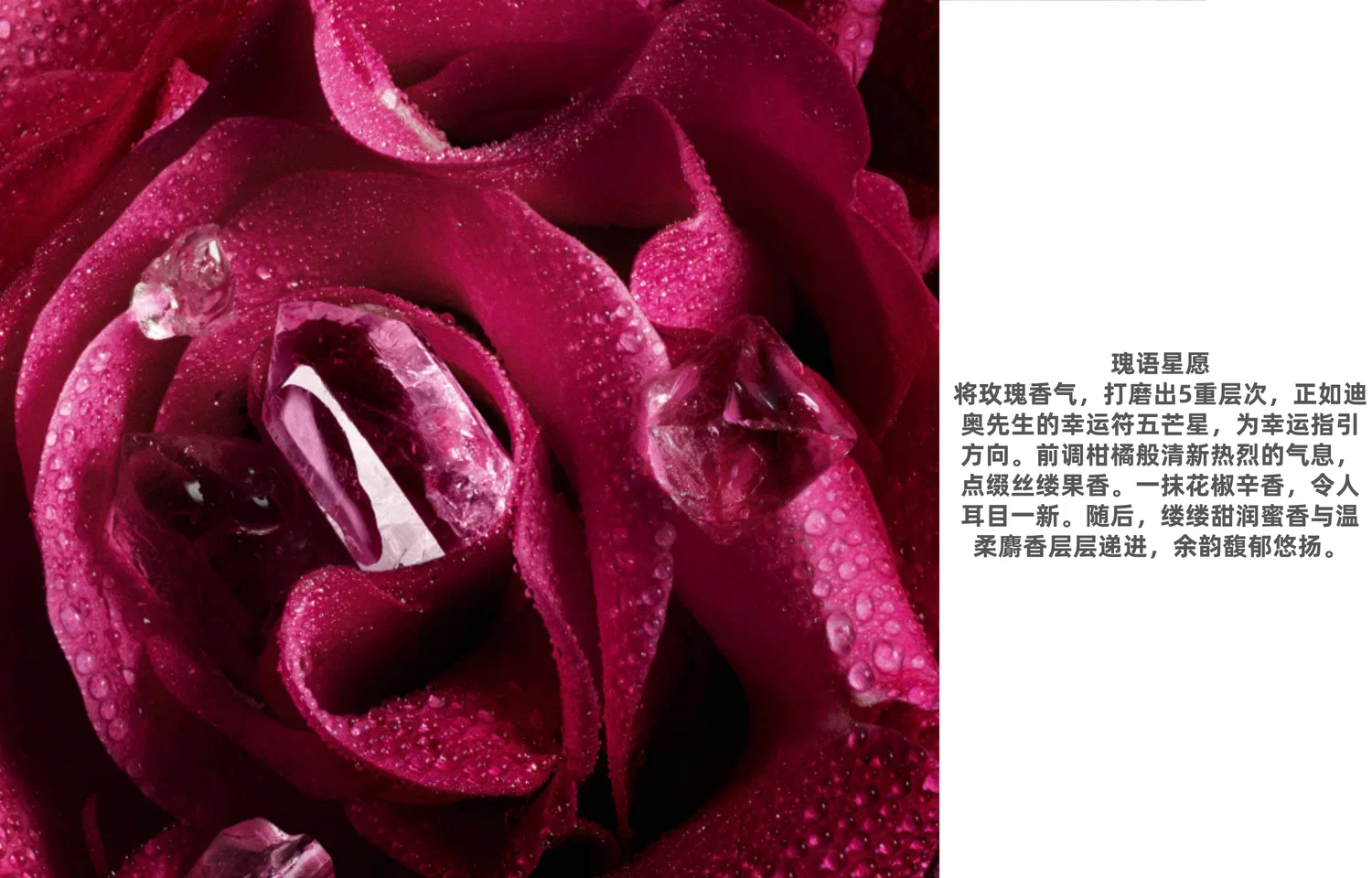 Парфюмерная вода Rose Wish, 100 мл/200 мл, DIOR, Rose Star — фото 4