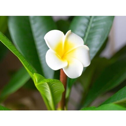 Гель для ванн Lerbolario Frangipani для женщин, 10,1 унций L'Erbolario — фото 3