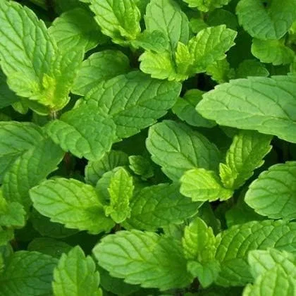 Масло для лица Japan Institute Of Kampo Medicine — Масло Peppermint Extract, , Japanese Research, 10 мл