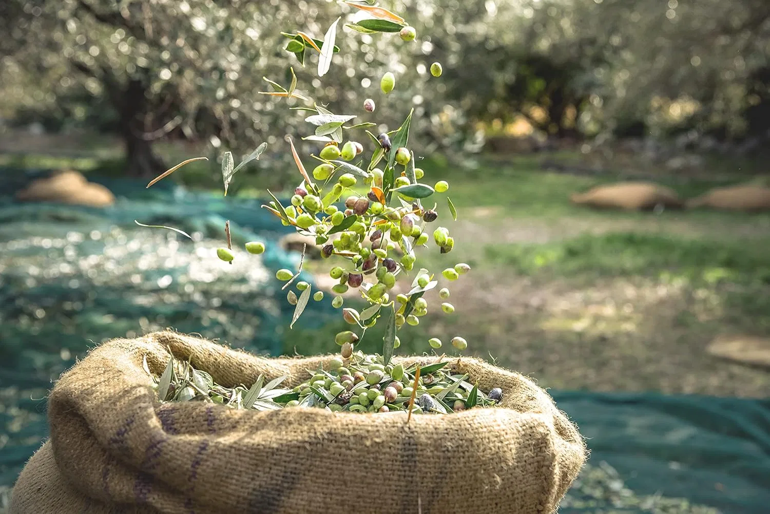 Гель для рук Organic Olive Oil Hand Wash, SETUNEA, 250 мл, Lavender — фото 4