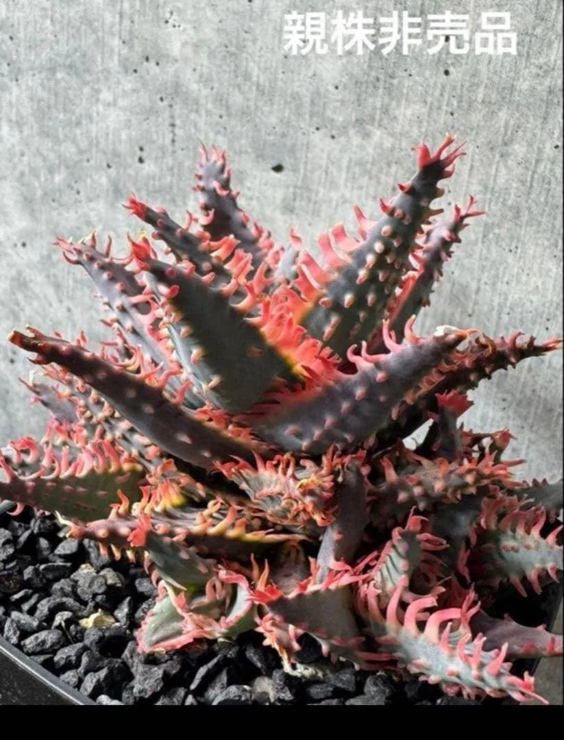Сыворотка — Aloe Hybrid для лица