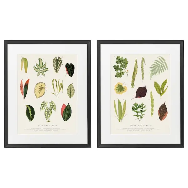 

Набор рамок с постерами Ikea Knoppang Collage Of Leaves, 40x50 см, 2 шт