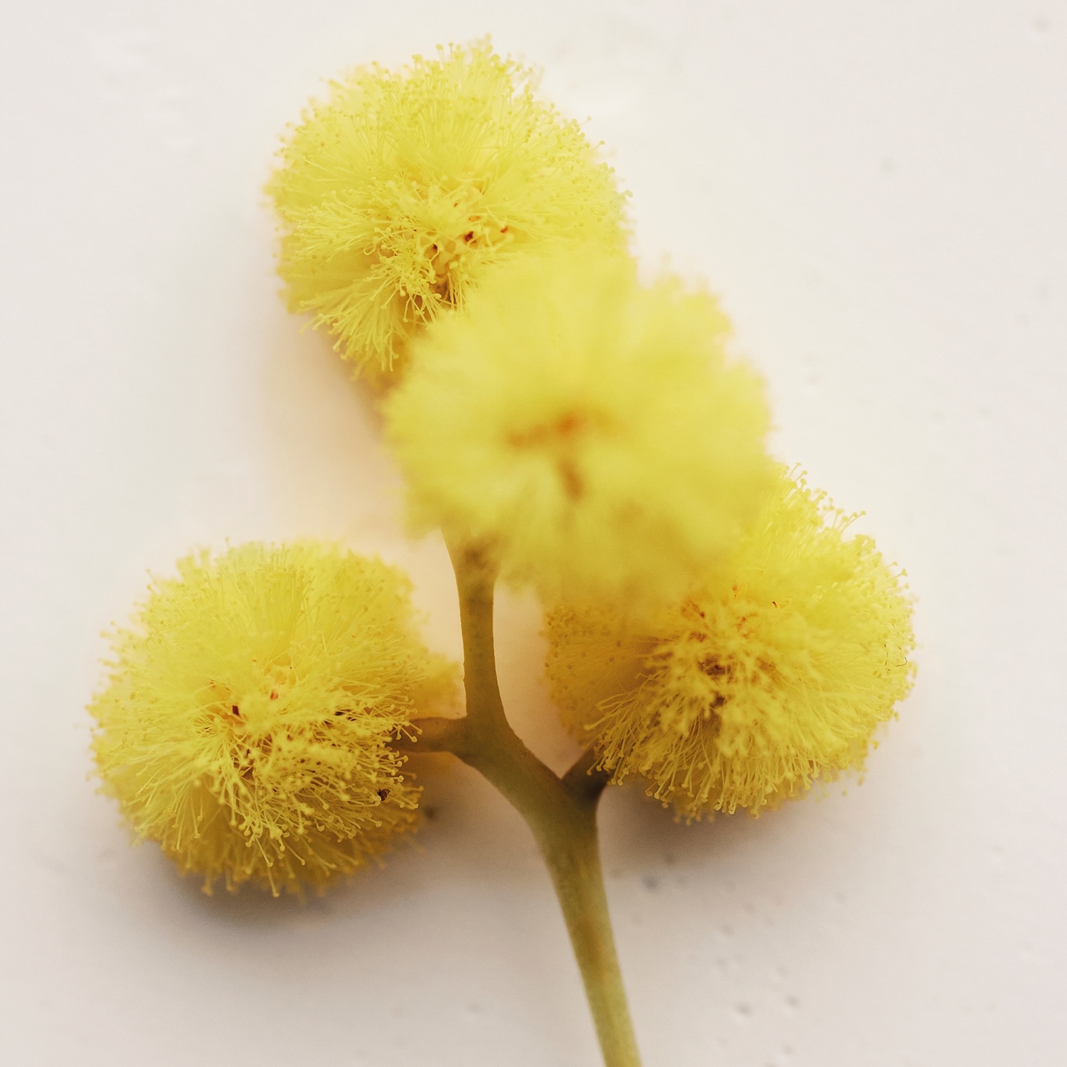 Парфюмированная вода Chloe Atelier des Fleurs Herba Mimosa — фото 4