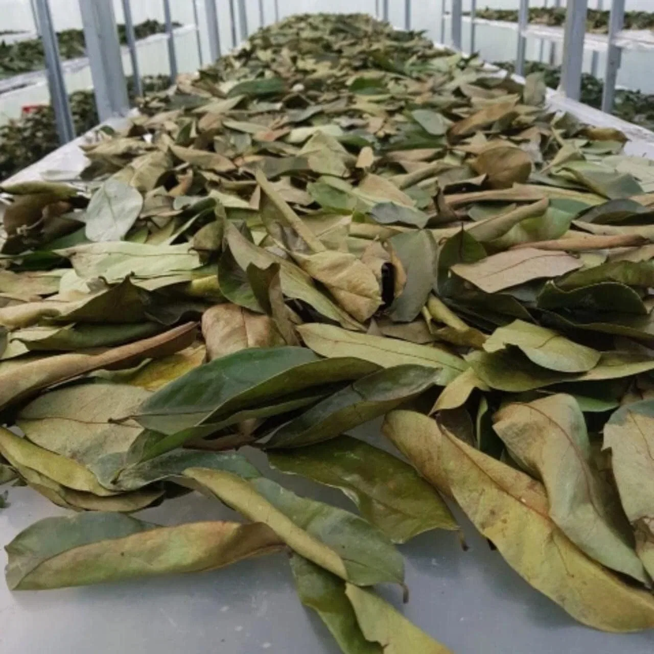 Чай Tub Teas Graviola Blätter, 4 x 100 г, Graviola.de — фото 3