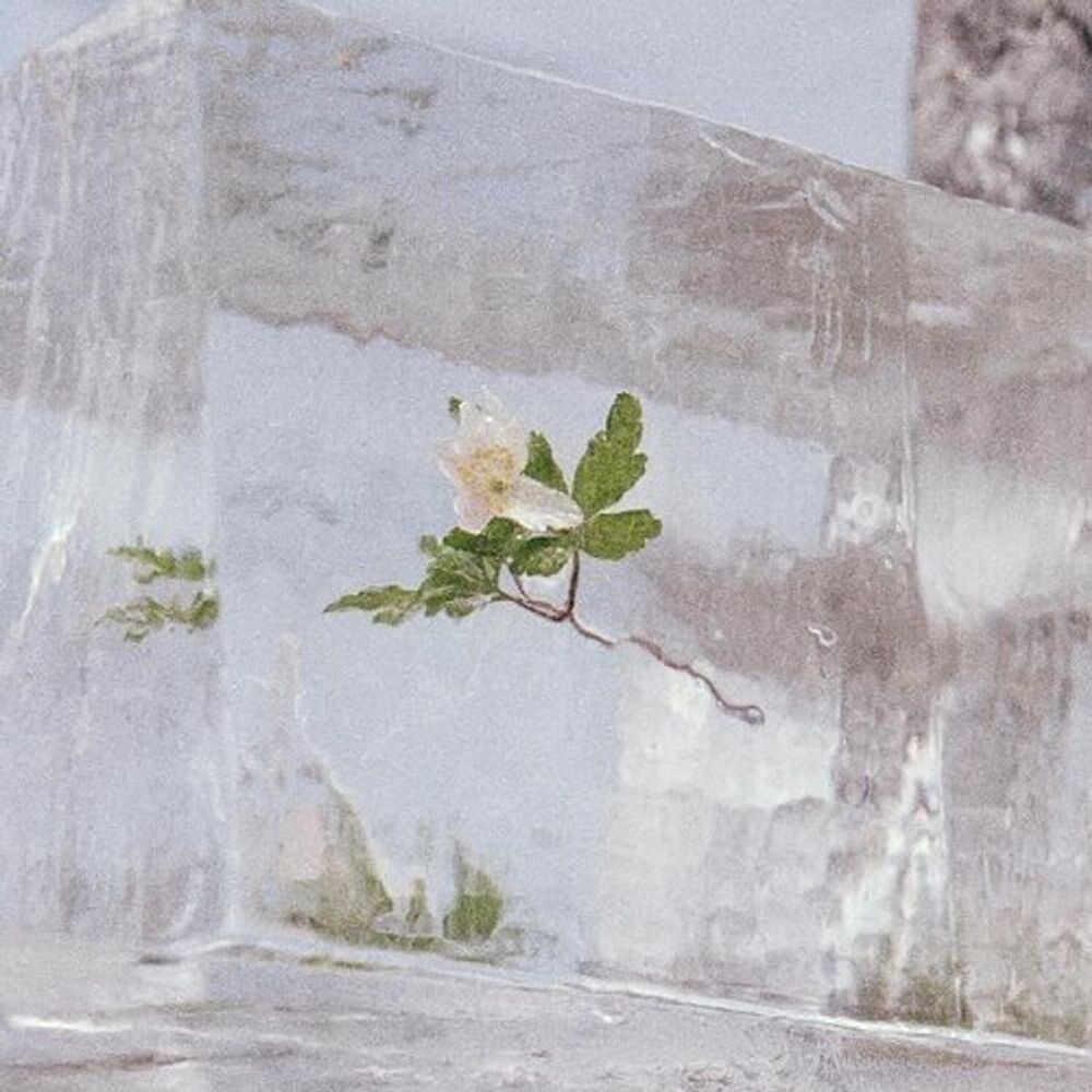 

Диск CD Windflowers - Efterklang