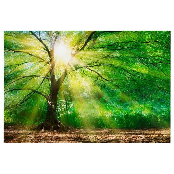 

Фреска A.S. Création Forest Light цвет grün/braun