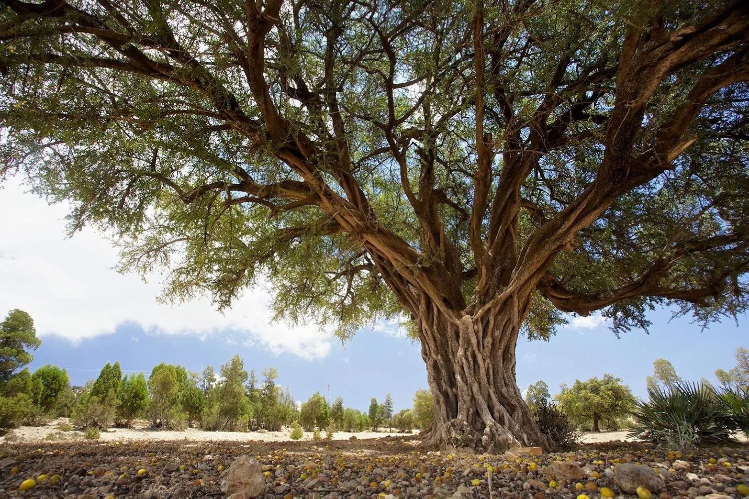 Масло для лица Ania 100% Organic Argan Oil 250 мл — фото 4