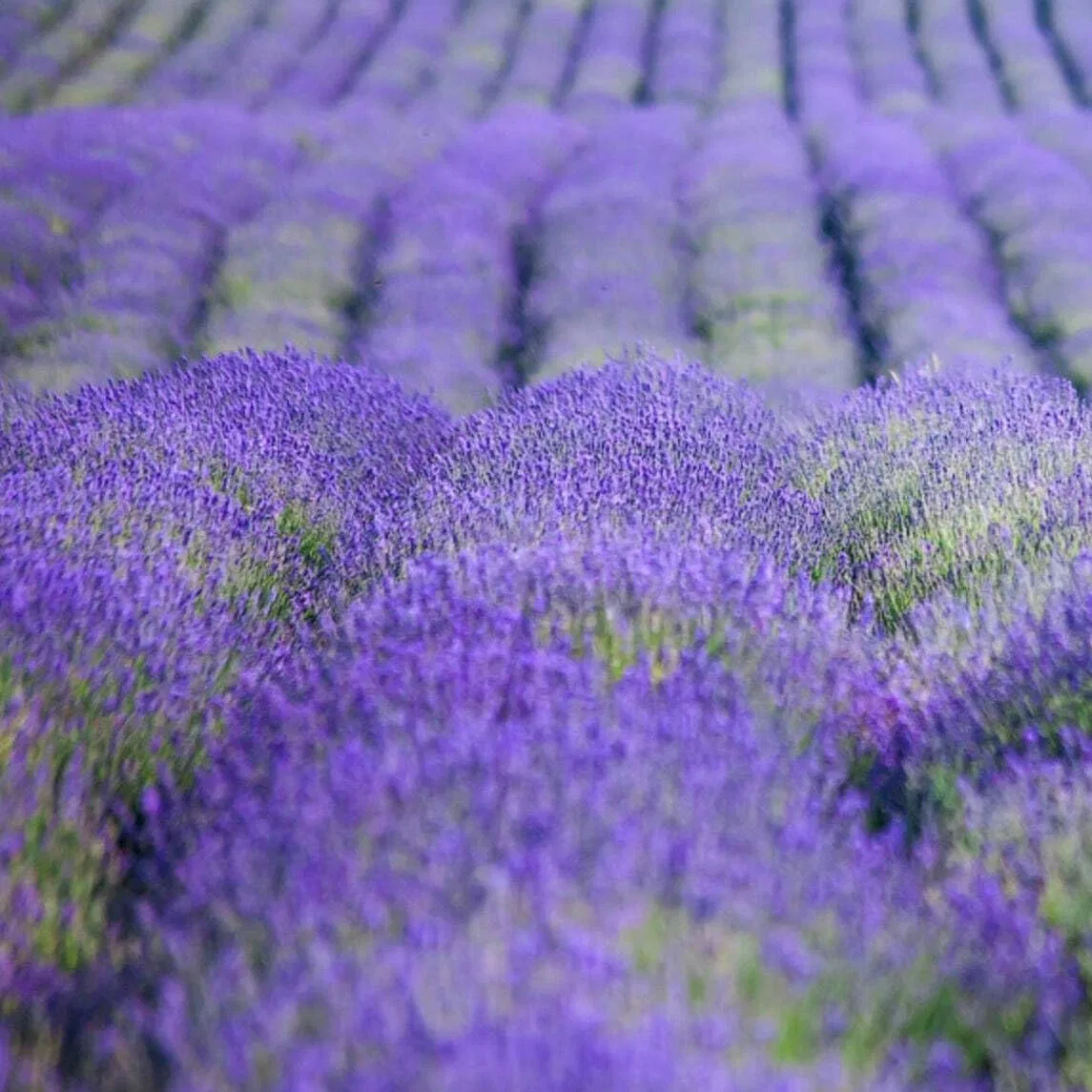 Твердое мыло Lavender, Saponificio Artigianale Fiorentino, 100 г — фото 2