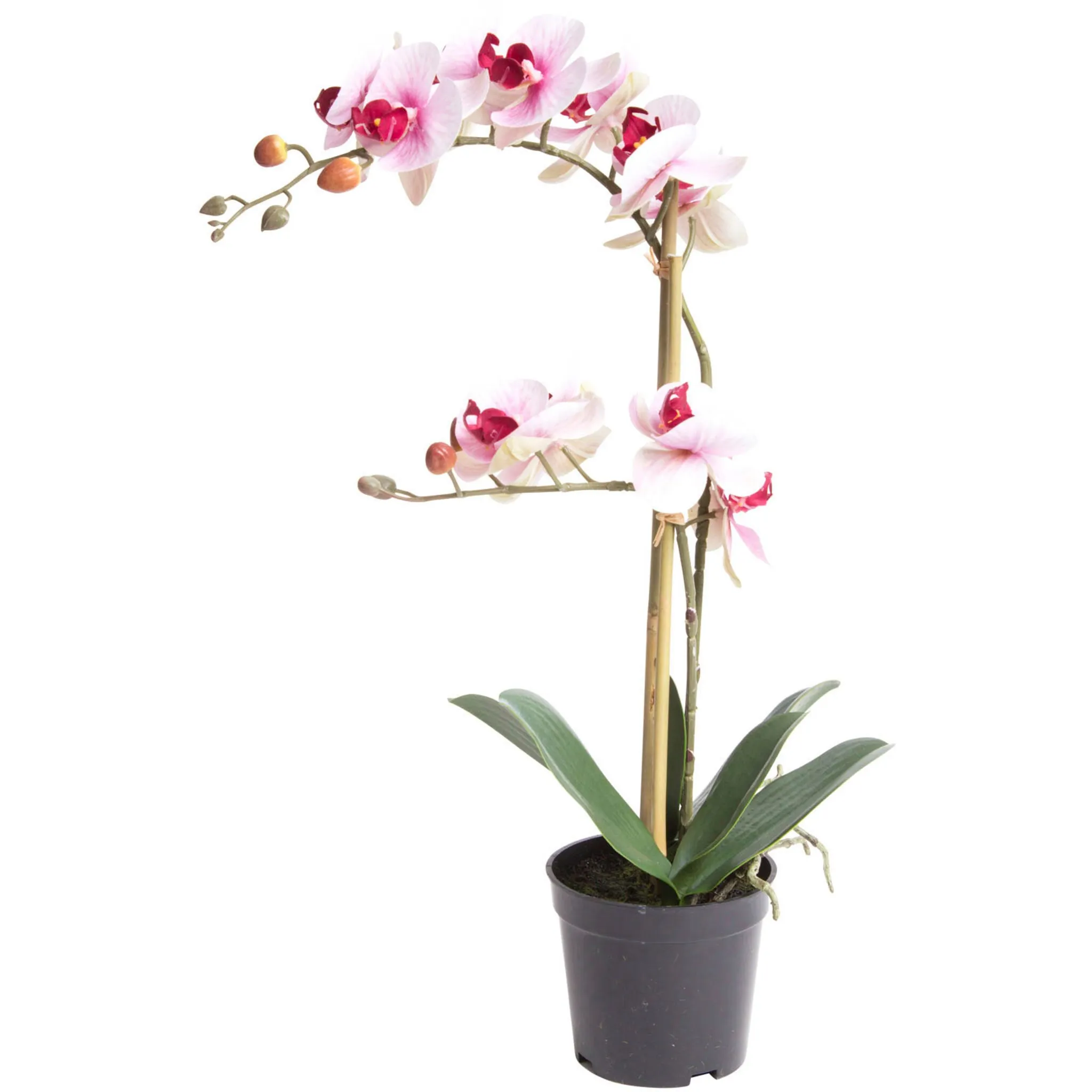 

Искусственная орхидея Botanic-Haus «Орхидея Бора», цвет creme-pink