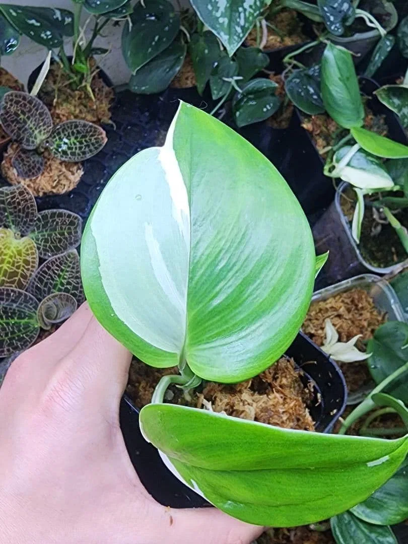 Дневной крем Skin Adaptation Trevy Moonlight Variegata