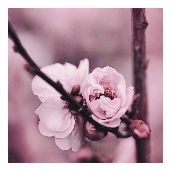 

Картина на холсте A.S. Création Flower Buds, розовый