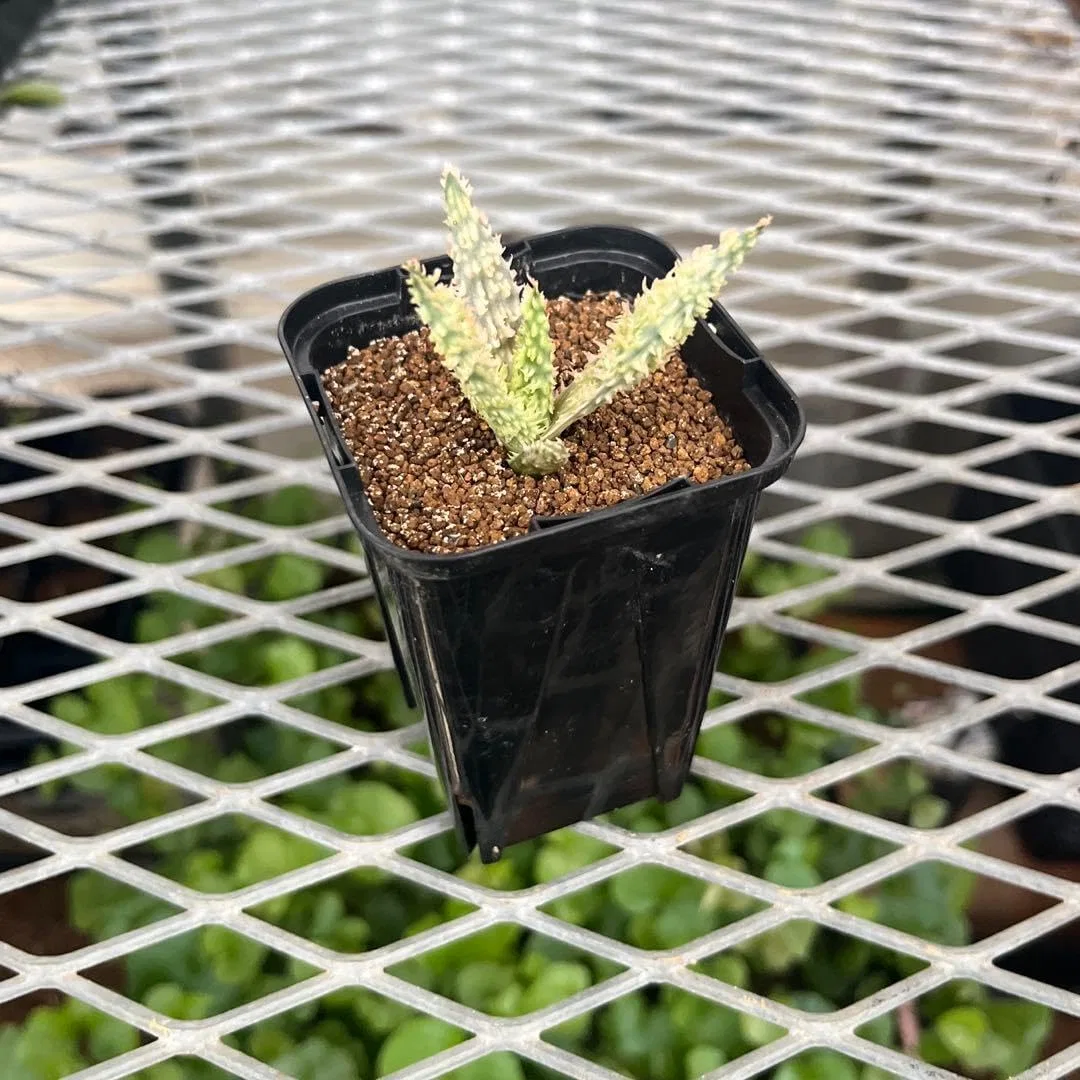 Сыворотка — Для лица Aloe Tempra TCT, 30 мл