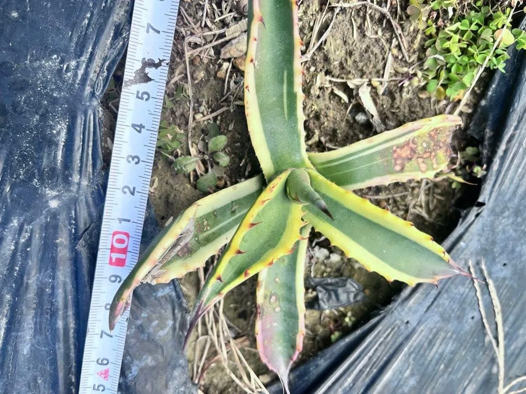Баттер для тела Agabe Pherox Butter Finger Plant — фото 3