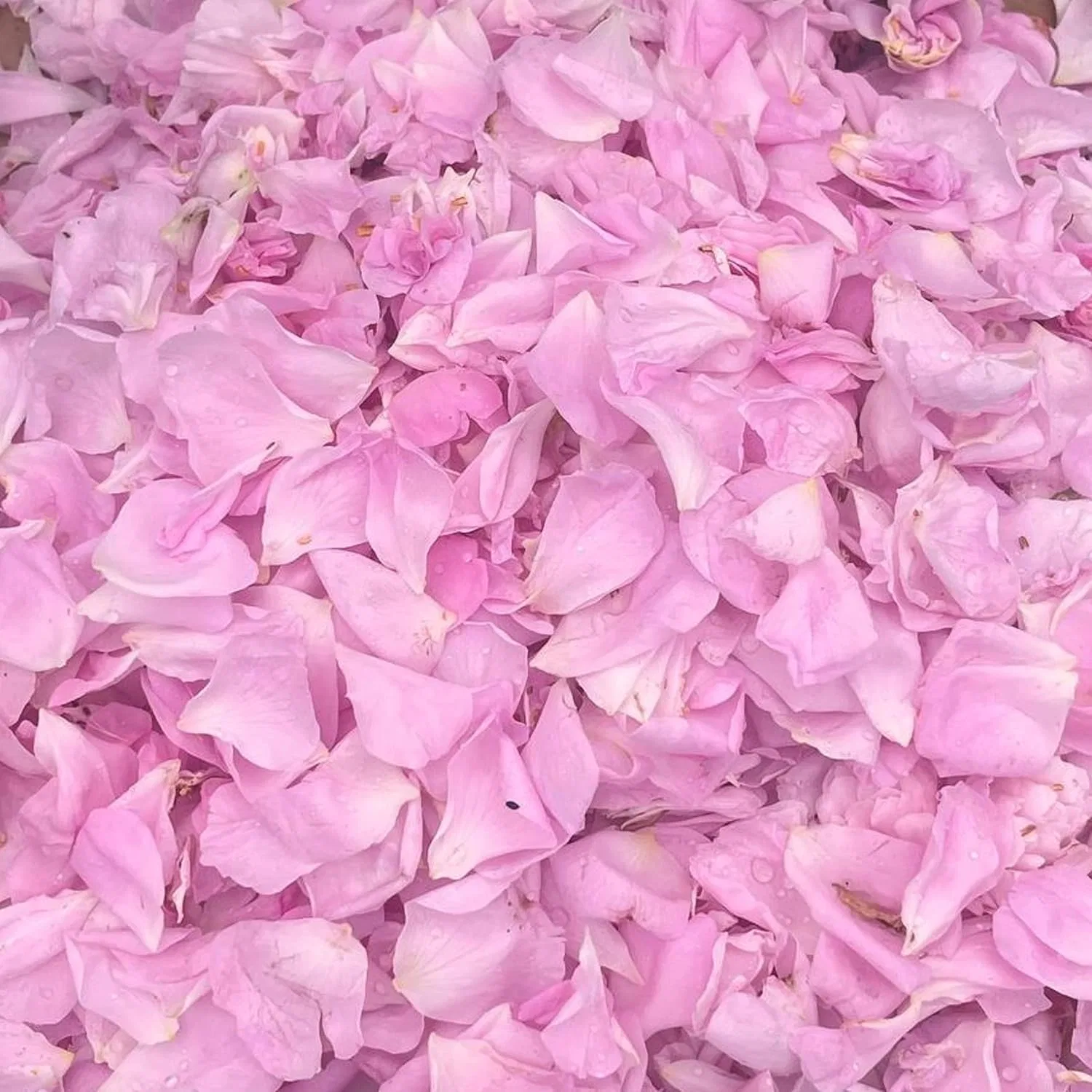Крем для лица Martina Gebhardt — Для лица «ROSE Face Lotion» от — фото 4