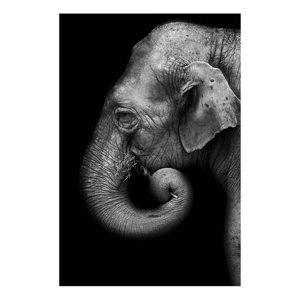 

Фреска Artgeist Portrait of Elephant, черно-белый