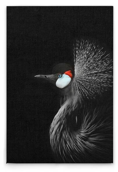

Картина на холсте A.S. Création Crowned Crane цвет schwarzweissrot
