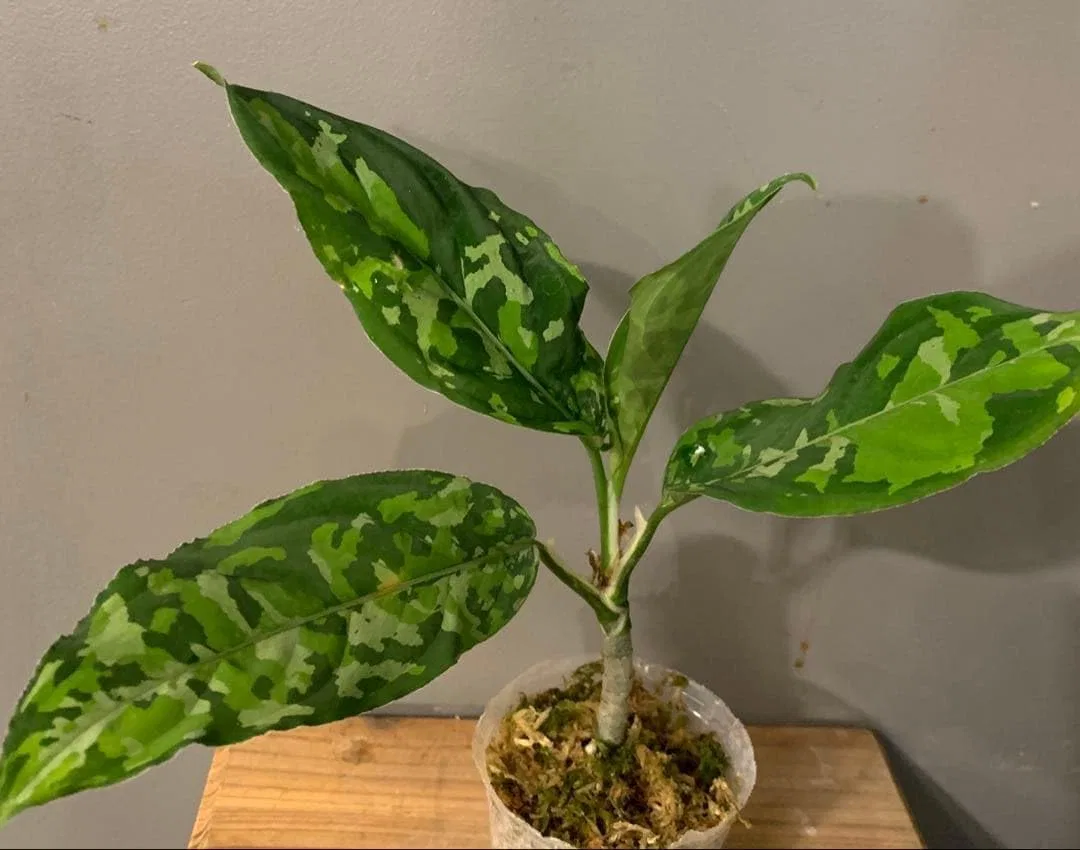 Тени для век Aglaonema Pictum Tricolor Wide 5
