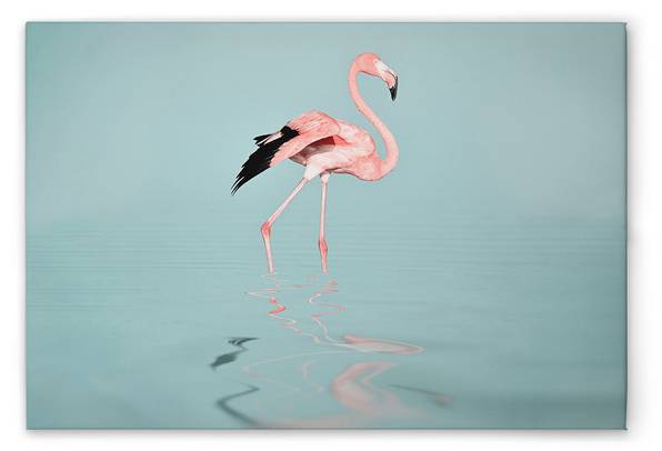 

Картина на холсте A.S. Création Flamingo Water цвет blaurosagrau