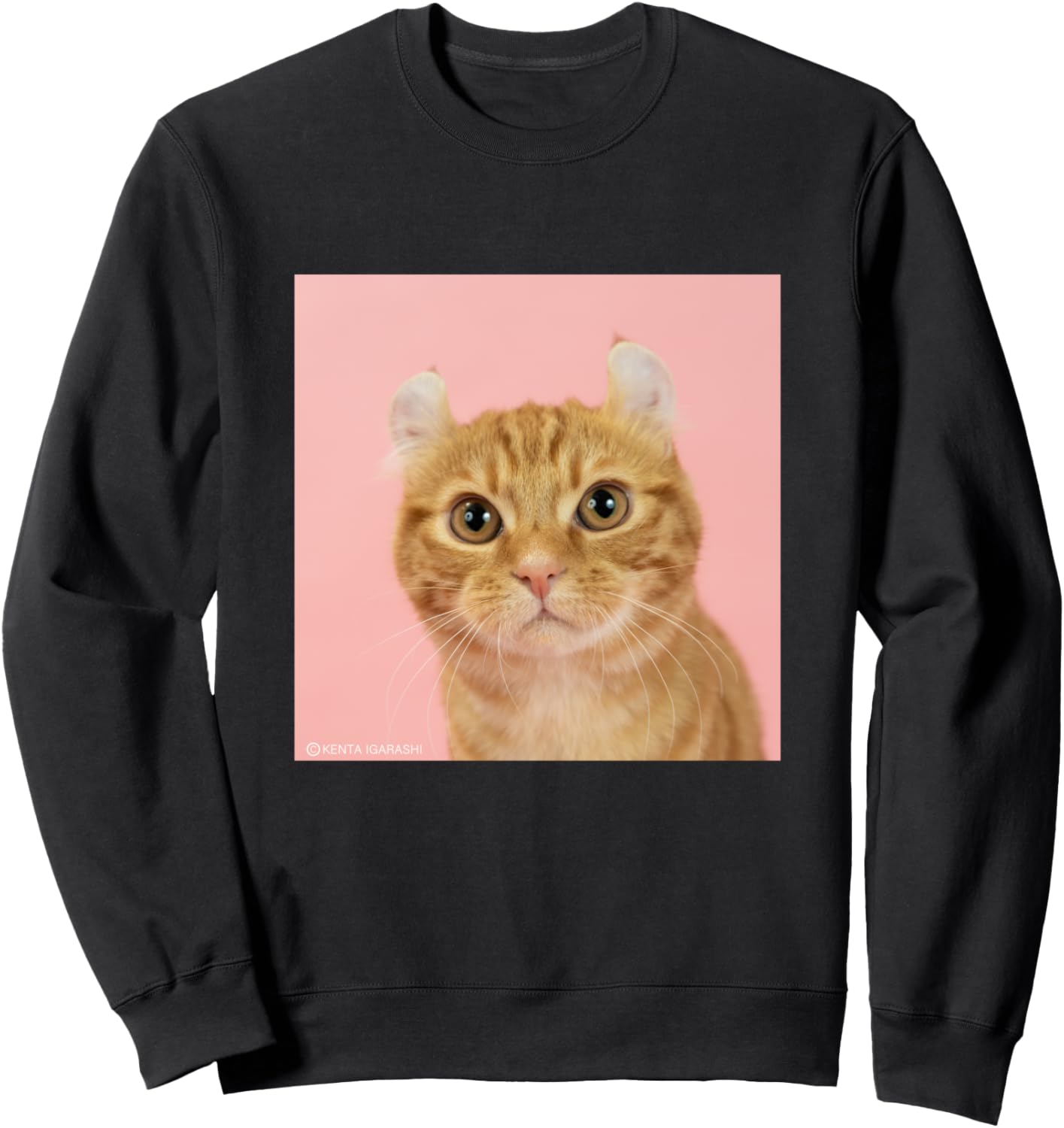 

Толстовка с изображением американского керл-кота 2001 "Flying Cat" Official Store, черный