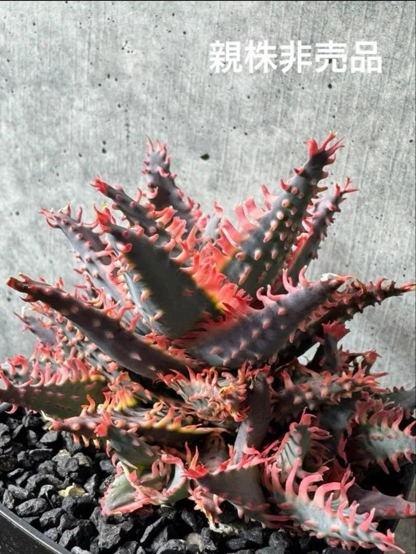 Сыворотка — Aloe Hybrid для лица