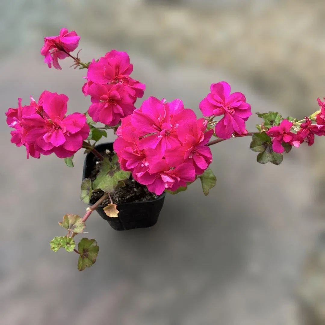 Крем для лица — Дневной Ivy Geranium No brand