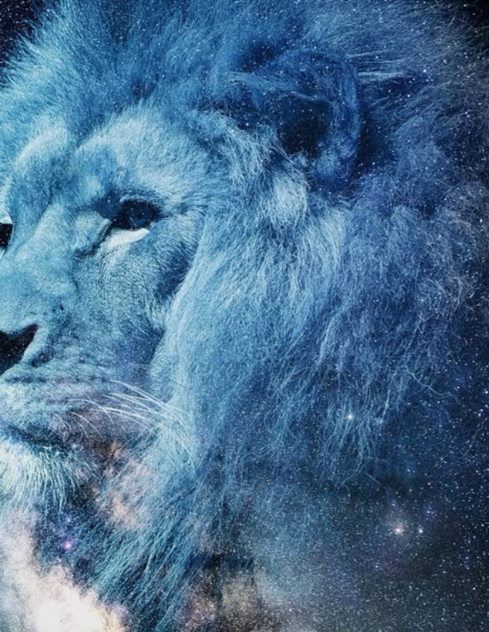 

lion: 21.59 x 27.94 cm (8.5 x 11 in) 100 pages notebook Premium design. Beautiful cover (Independently published)