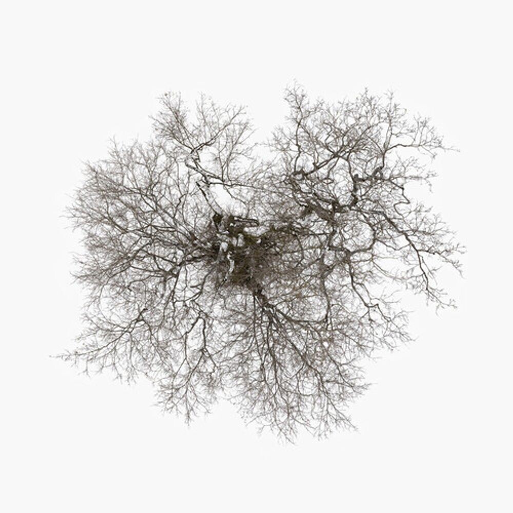 

Виниловая пластинка LP Tree - John Metcalfe