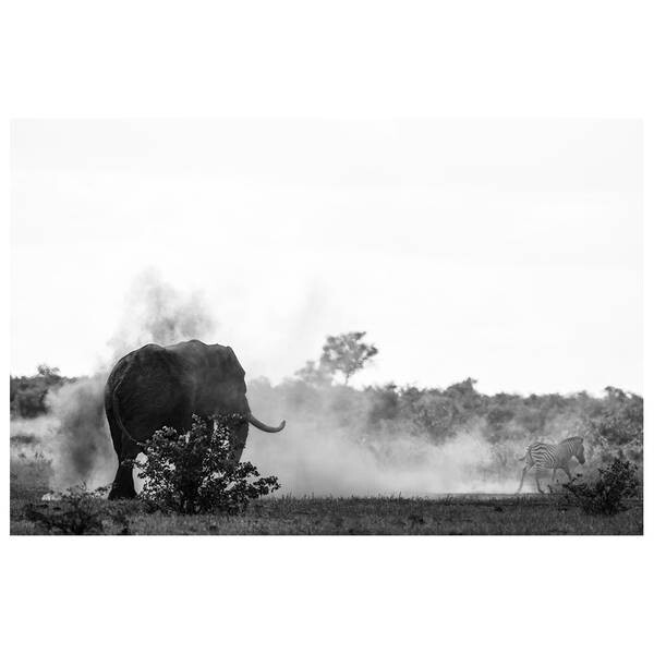 

Картина на холсте LegendArte Das Zebra und der Elefant, серый