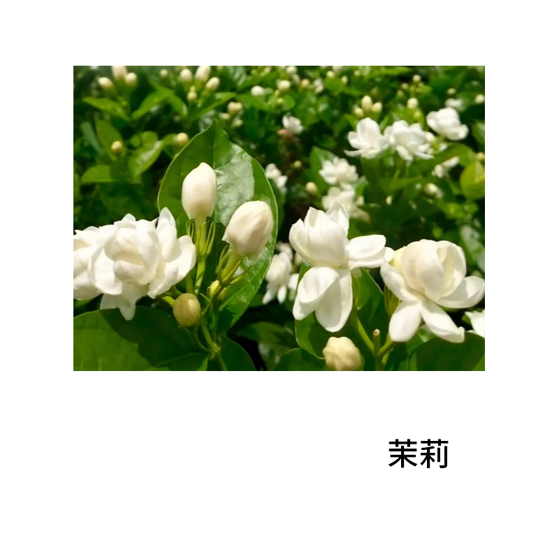 Парфюмерная вода Prada Infusion De Fleur D'Oranger в подарочной коробке, 100 мл — фото 3