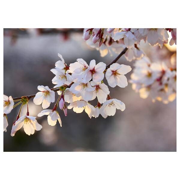 

Картина на холсте A.S. Création Cherry Branch цвет weiß/rosa