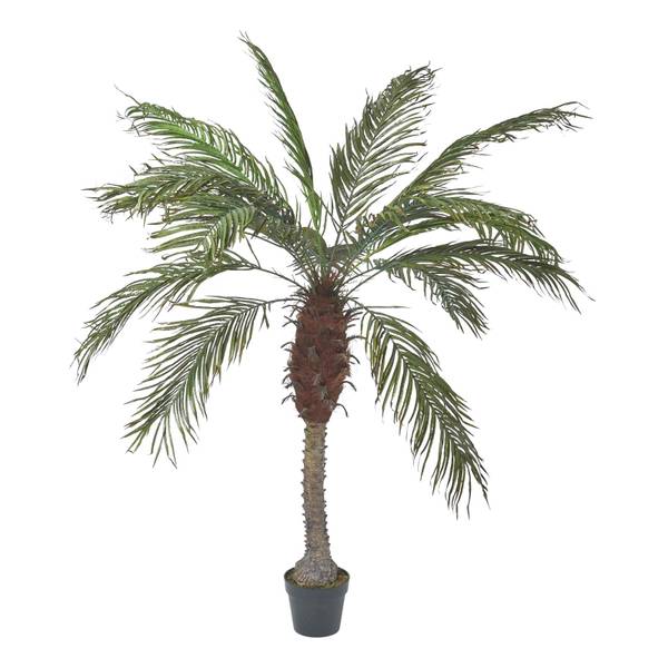 

Декоративное растение Homescapes Phoenix-Palme im Topf 160 cm, черный