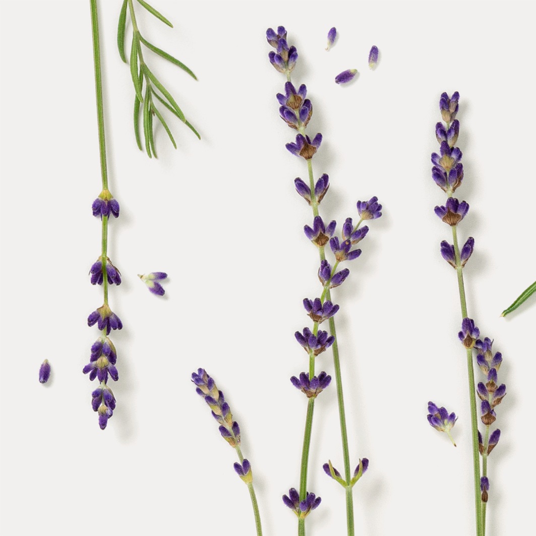 Лосьон для тела lavendel sandelholz körperbalsam Dr Hauschka, объем 145 мл — фото 3