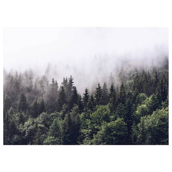 

Картина на холсте A.S. Création Nebliger Foggy Forest, зеленый/белый